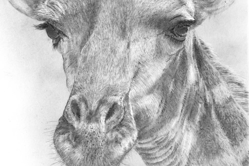 Giraffe, Framed Original Pencil Drawing
