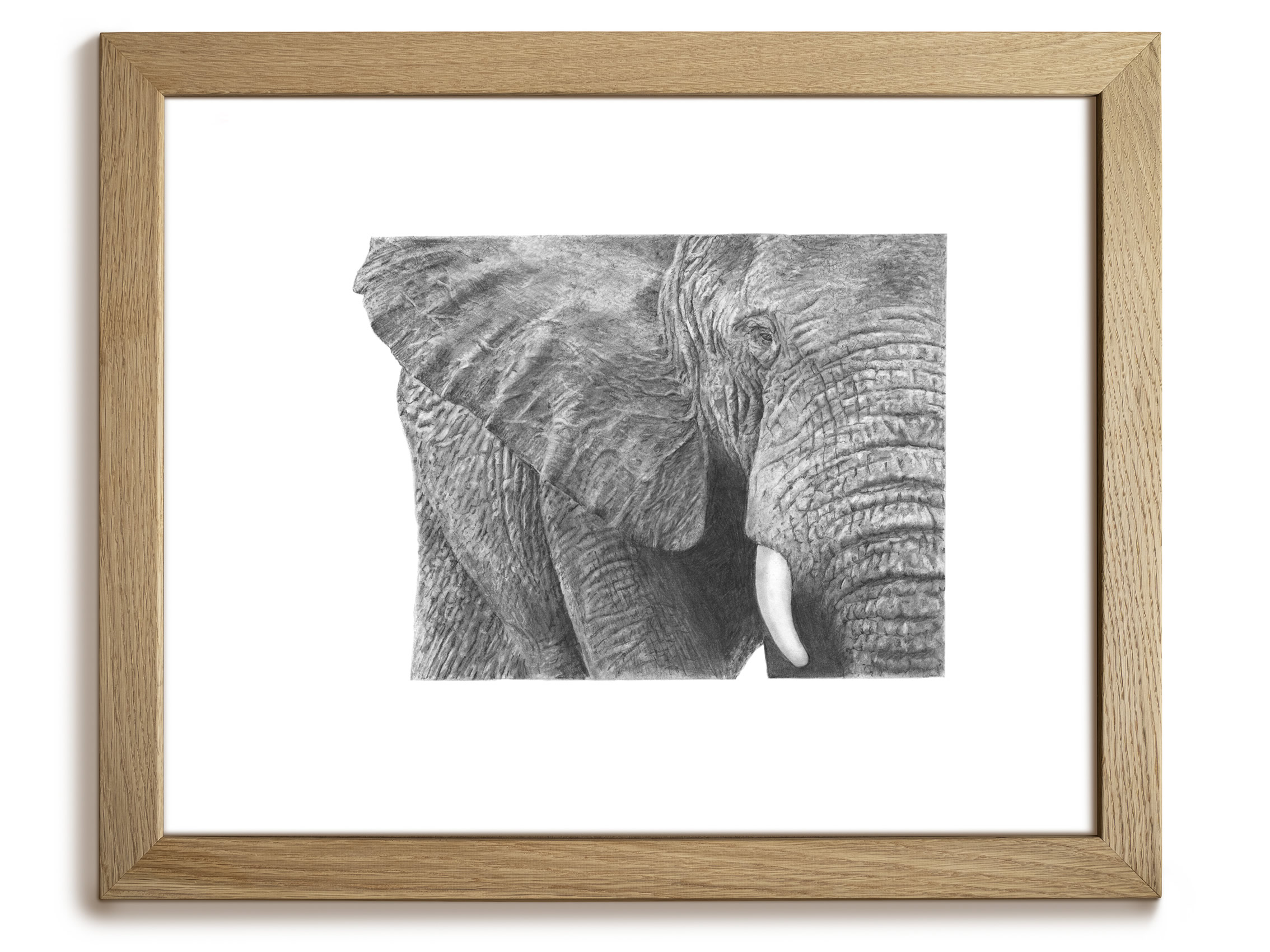 Elephant Framed Original Pencil Drawing