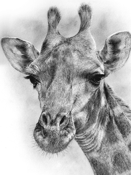 Giraffe art portrait