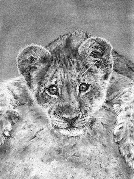 PLion Cub pencil drawing