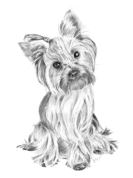 Yorkshire Terrier Pencil art.