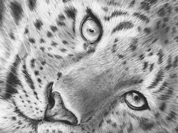 Leopard pencil drawing sketch