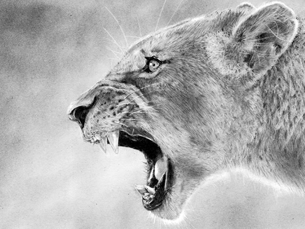 'Roar' Lioness pencil graphite drawing.